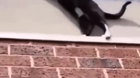 Ninja cats compilation