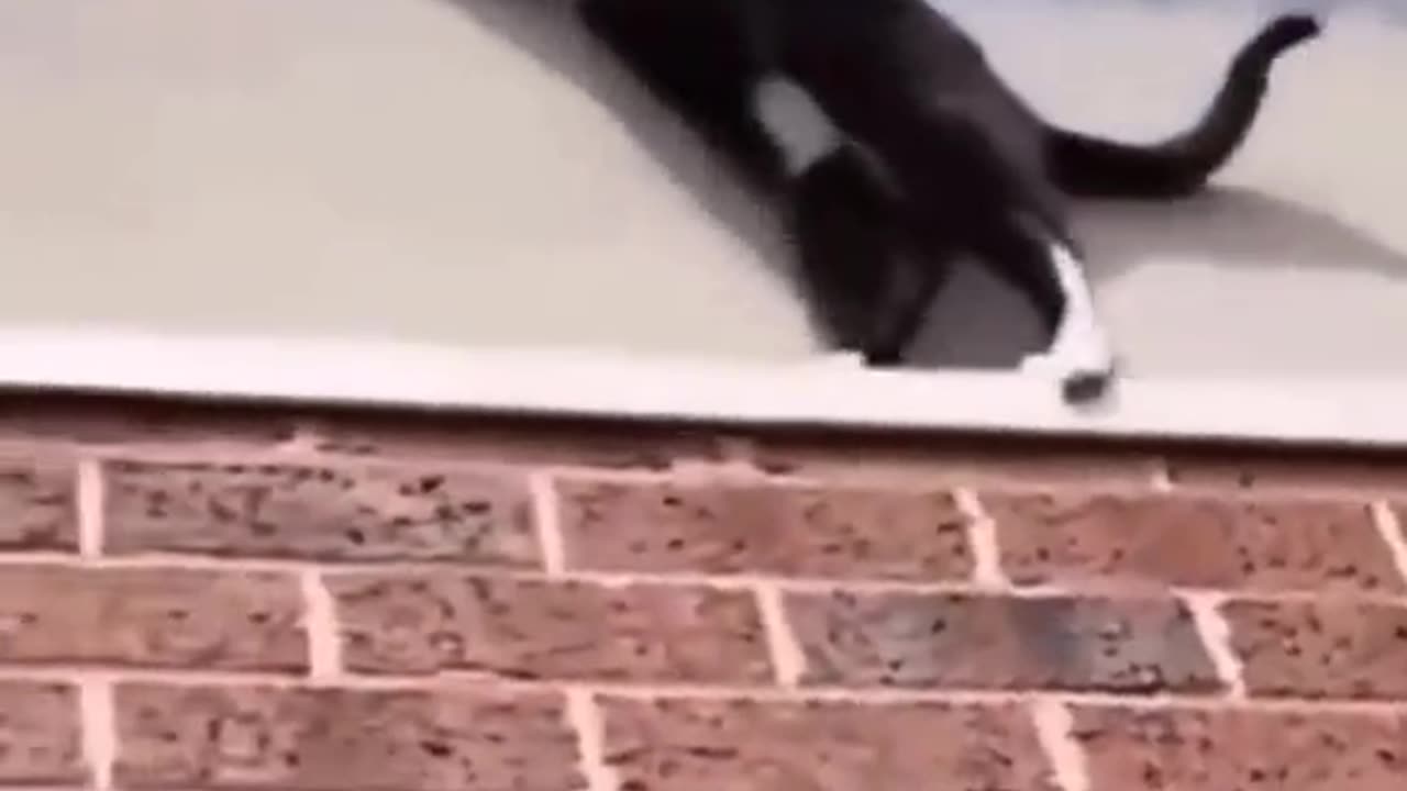 Ninja cats compilation