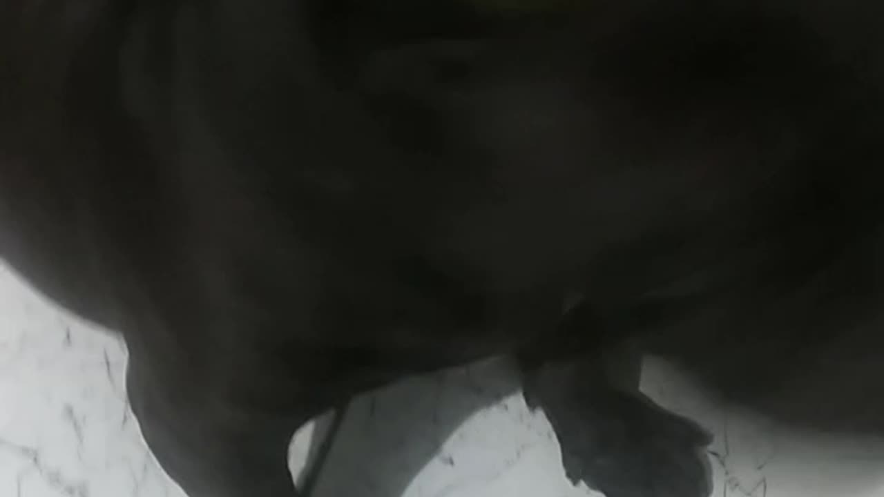 Bruce American Bully 1