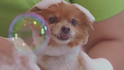 Bathing a small and calm dog