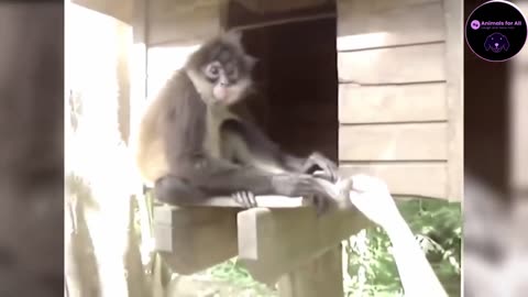 Funny Monkeys Doing Stupid Things! Just Try To Not Laugh