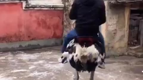 😂😂😂 Amazing man riding an ostrich #amazing #foryou #fun