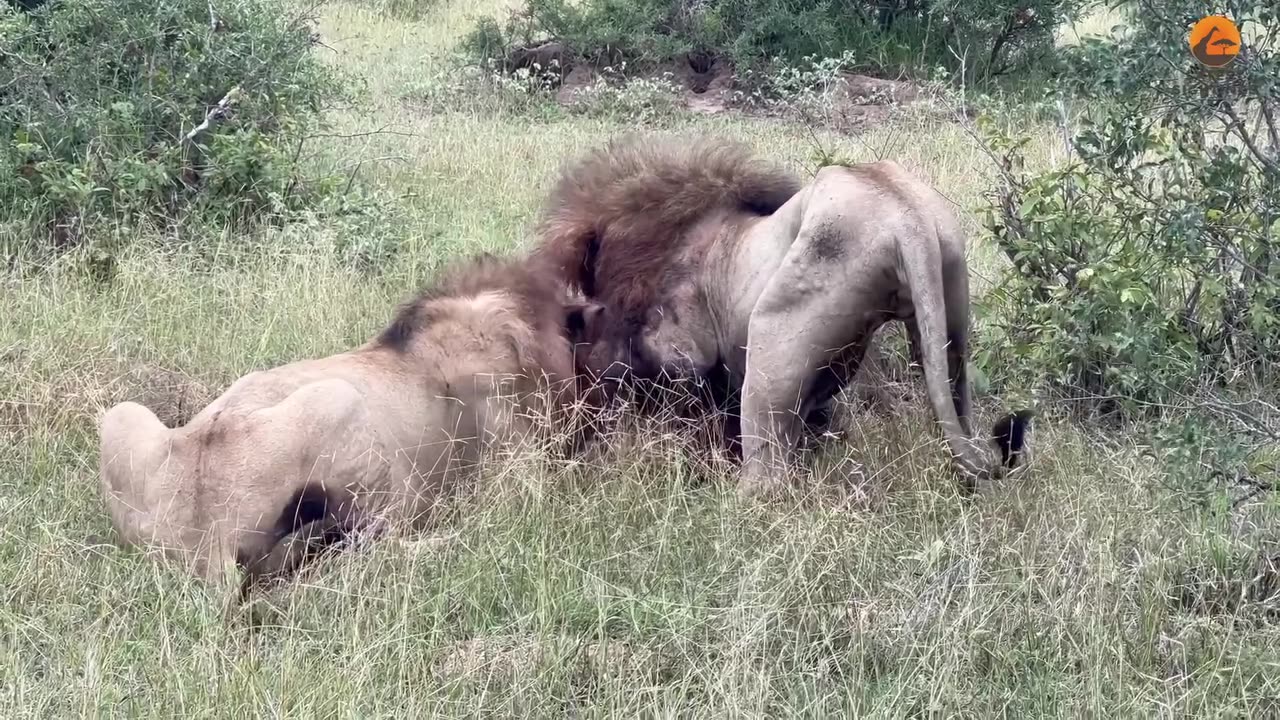 Male lion eating the other male lion😱😱