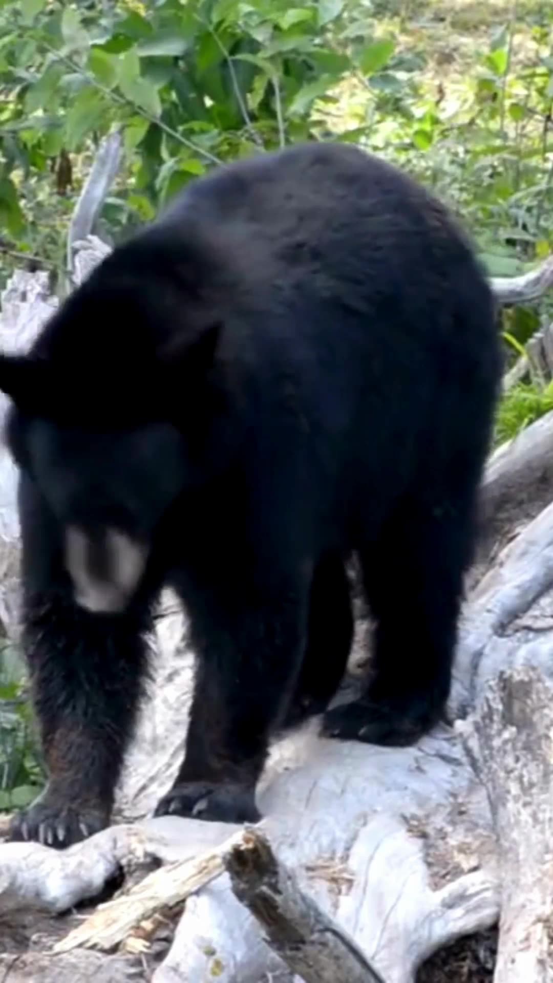 American Black Bears!
