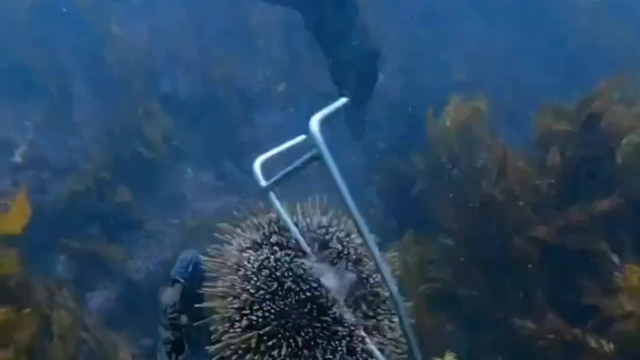 It Times to find out the depth of the sea #fishing #underwater#underwaterbeauty#viral#fish