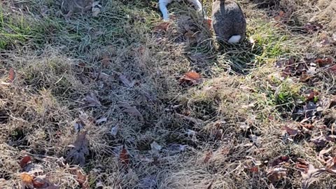 Hunting Dog Befriends Rabbits