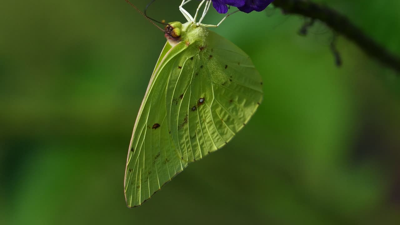 the cloudless sulphur