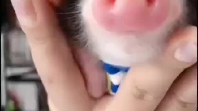 A little baby pig🥰