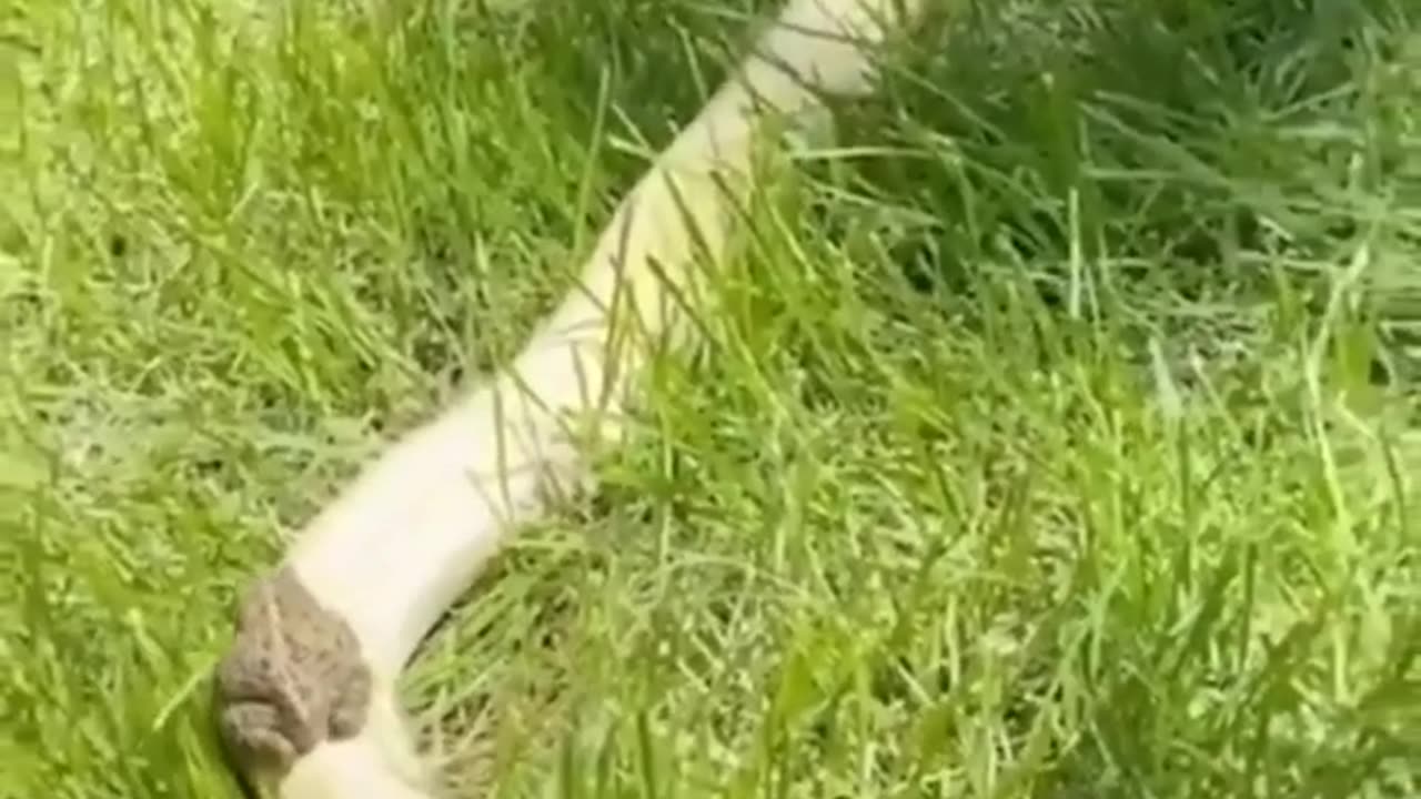 TOAD RIDING A SNAKE