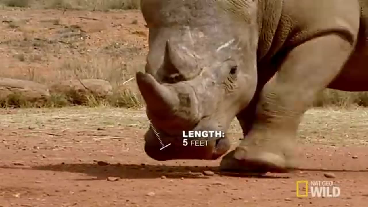 Elephant vs. Rhino | Animal Fight Night