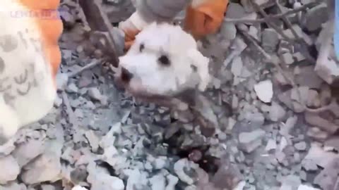 Rescuing a puppy in Turkey after the earthquake