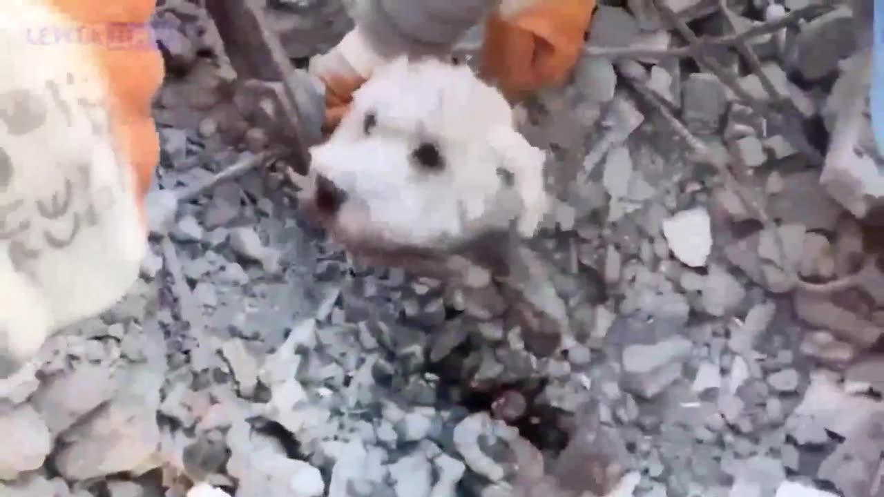 Rescuing a puppy in Turkey after the earthquake