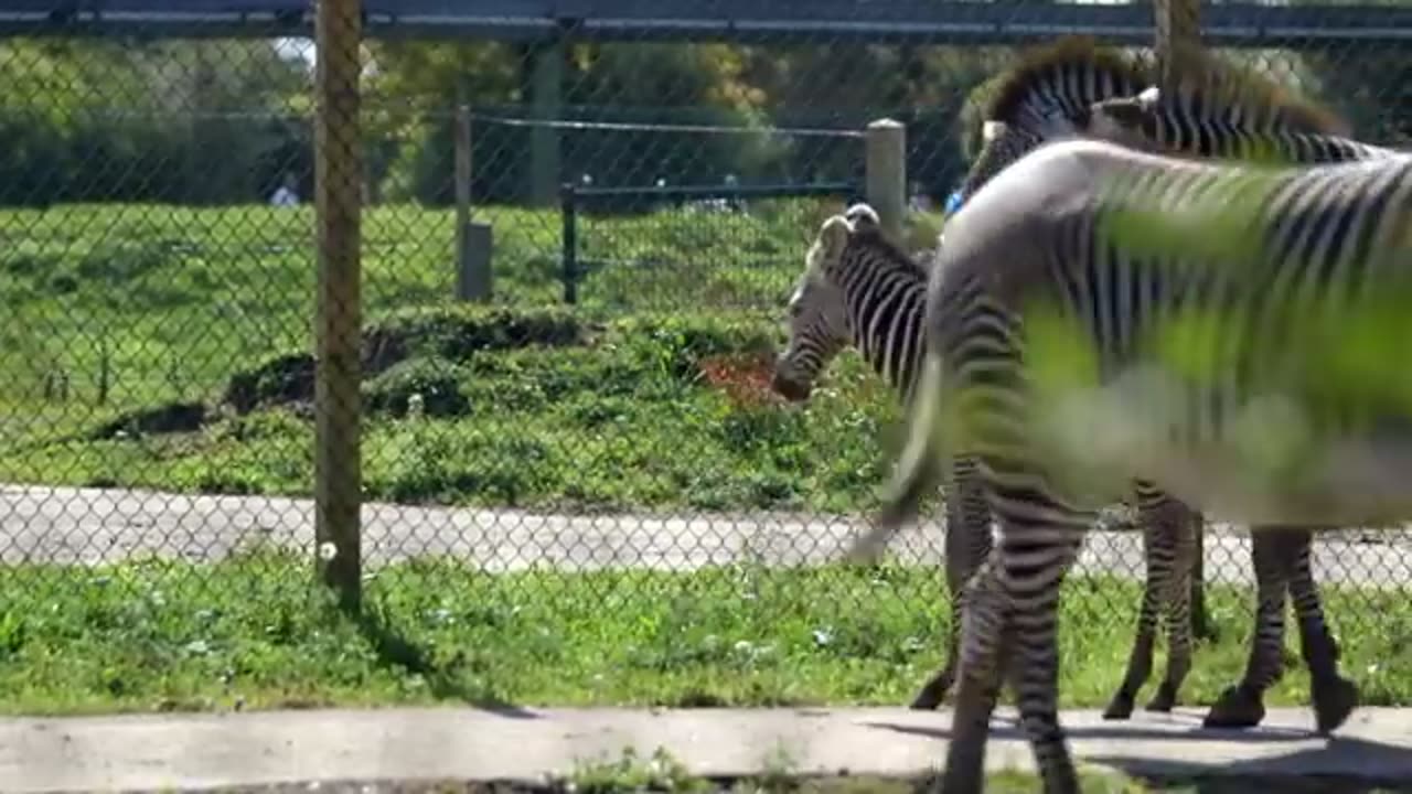 Zebra Gives Birth in Difficult Ordeal | The Secret Life of the Zoo | Nature Bites