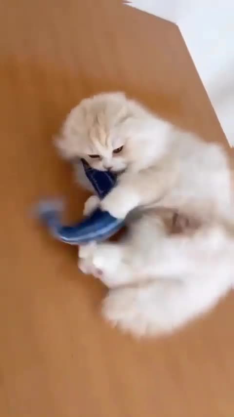 Most funniest Cats - Funny Cat