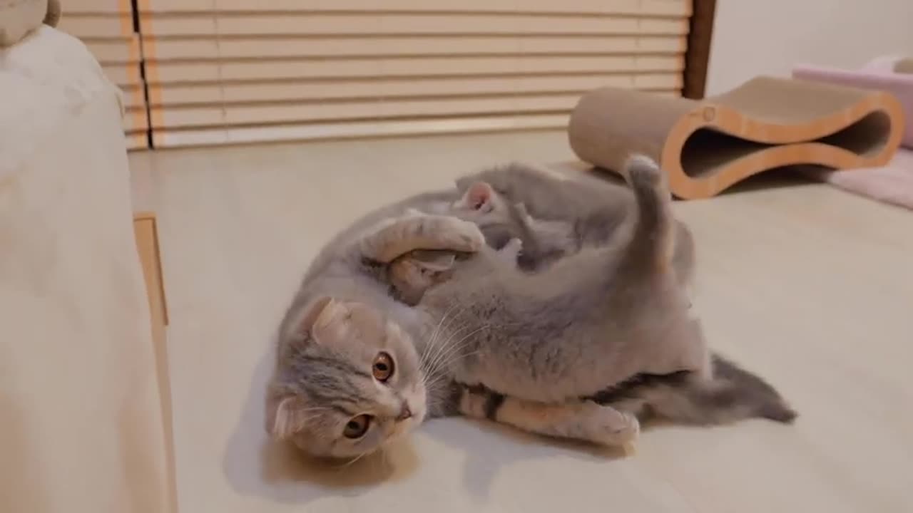 A mother cat gently soothes her kitten who is having trouble drinking milk