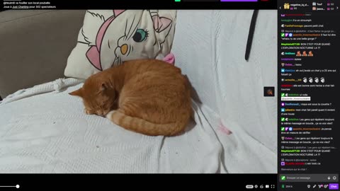 2023-02-04 (3bis.2) - Vermifuger le chat - Twitch Decheterie (version avec chat)