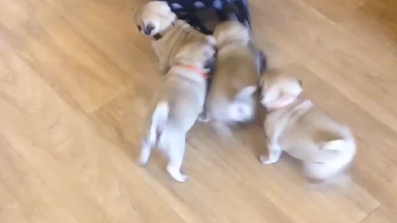 Pug chase!