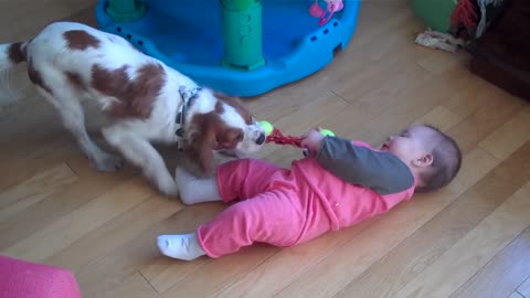 Dogs vs Baby tug of war