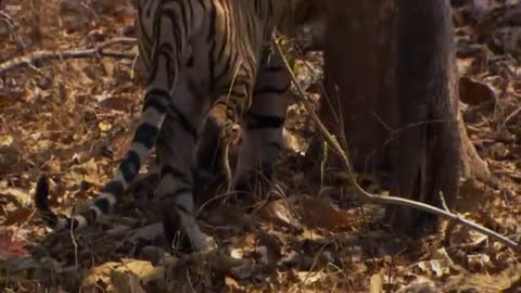 Tiger Cubs' Last Moments as a Family | David Attenborough | Tiger | Spy in the Jungle | BBC Earth