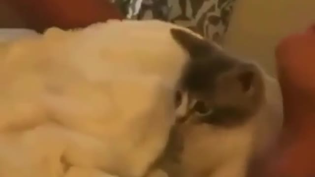 It´s my ice cream human ! Do not Touch it!- Cat reactions
