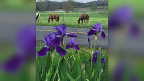 "NOTHING SAYS SPRING LIKE A BABY HORSE!"