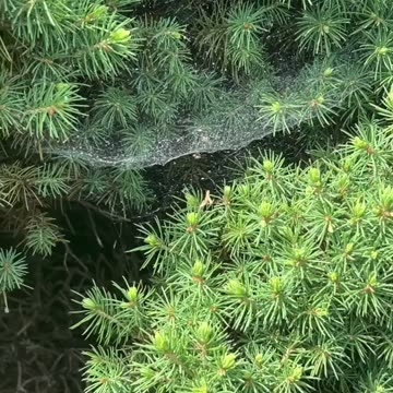 Spiders Are Everywhere