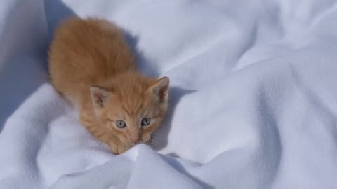 How cute this kitten funny animal