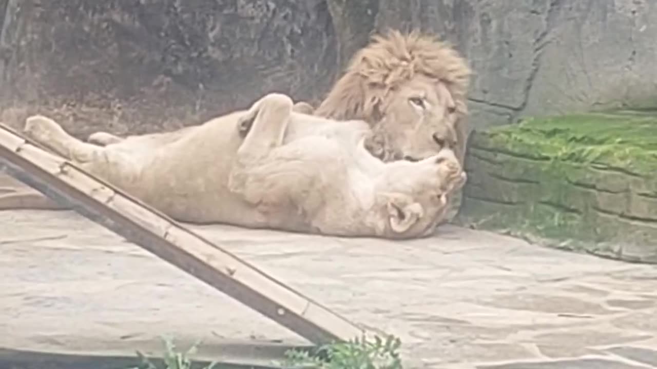 Cute Lions Share a Lick