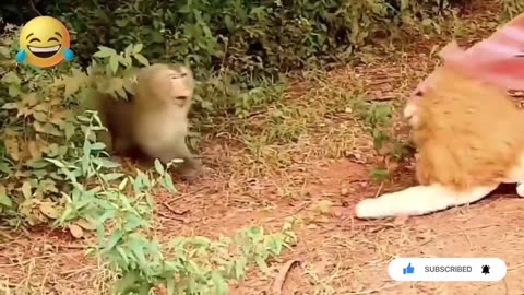 Big Fake Lion vs Prank Dogs Must Watch Supper Funny Video Will Make You Lough