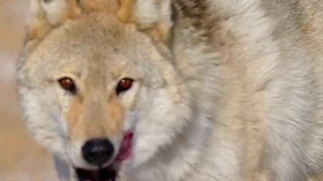 How Dog Reacts When Seeing Stranger - Running, Barking? | Viral Dog