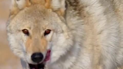How Dog Reacts When Seeing Stranger - Running, Barking? | Viral Dog