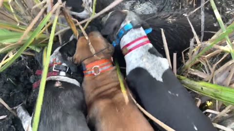 Dogs vs Feral Hogs in open field. The chase is on! Fun, exciting hunt!