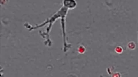 Hungry macrophage gobbling up pathogens 🦠 #shorts