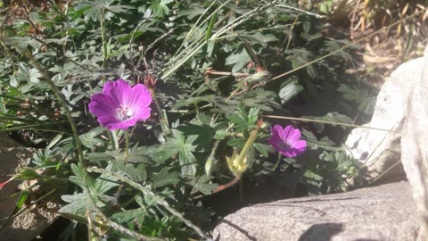 Garden Geranium