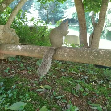 Mika The Squirrel reactions when she saw Louie the squirrel