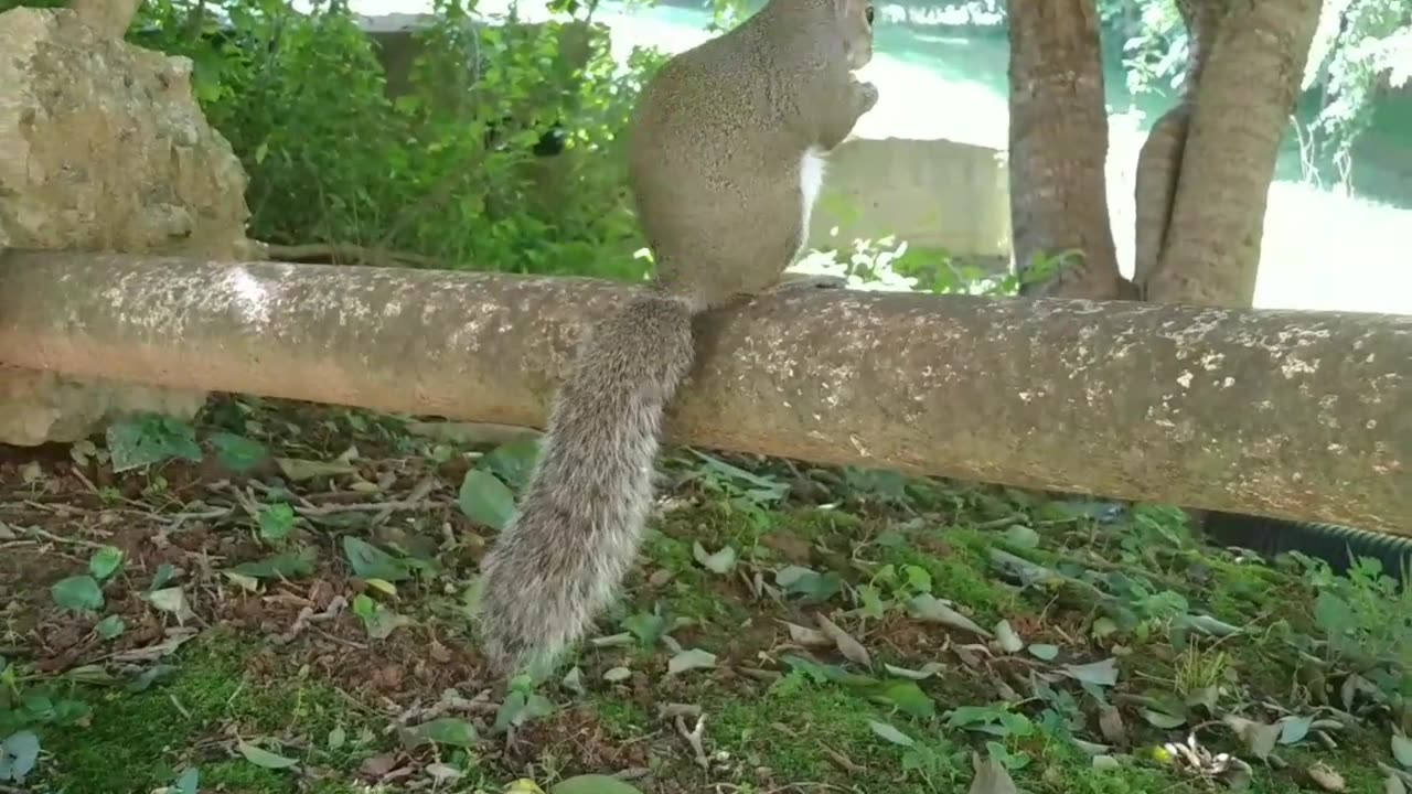 Mika The Squirrel reactions when she saw Louie the squirrel