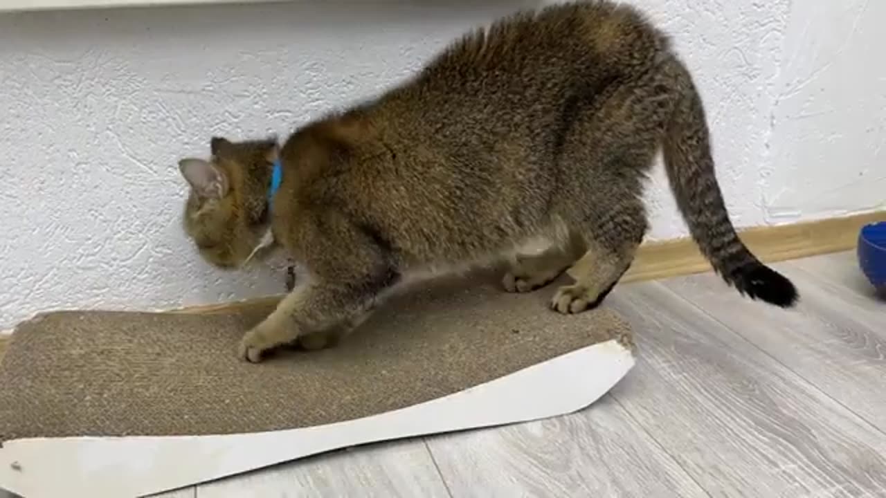The kittens fight until the mother cat calls them to calm down
