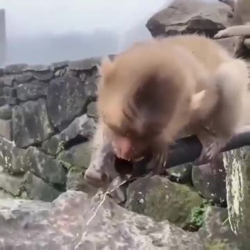 Monkey baby trying to drink water