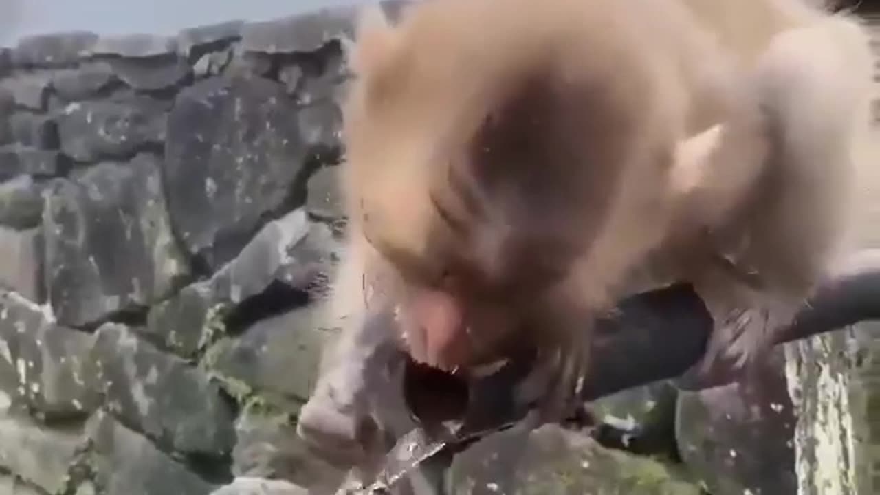 Monkey baby trying to drink water