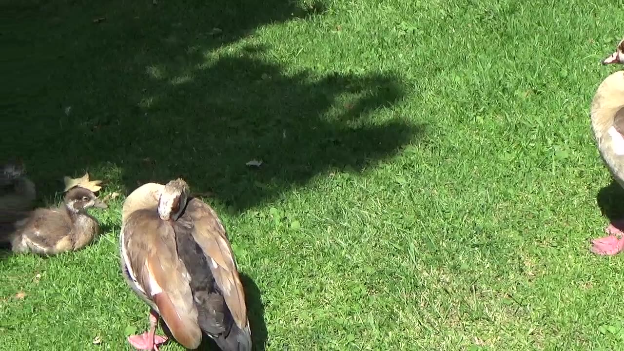 Baby Egyptian Goose Have Grown Up So Fast