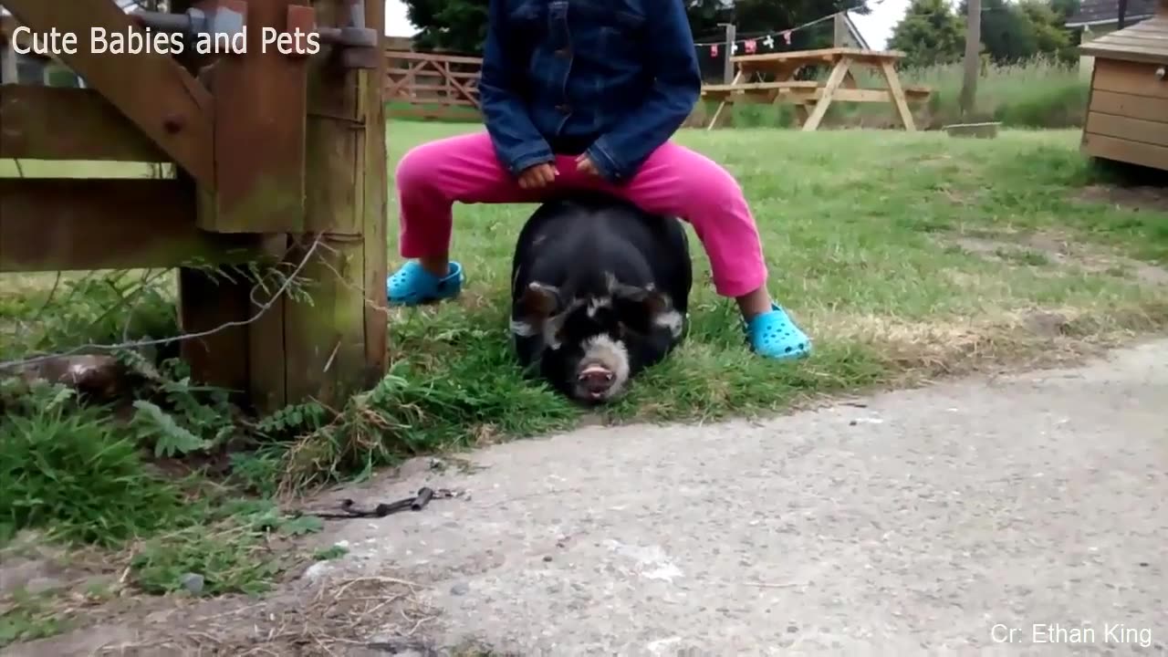 Funny Different Animal Chasing and Scaring