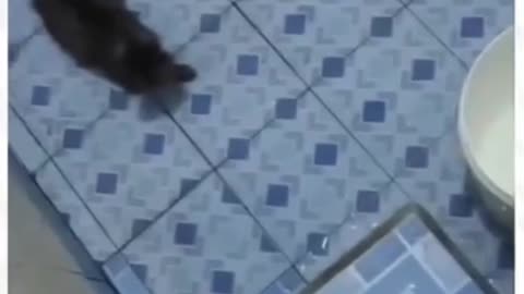 Funny Cat Moments ES 7