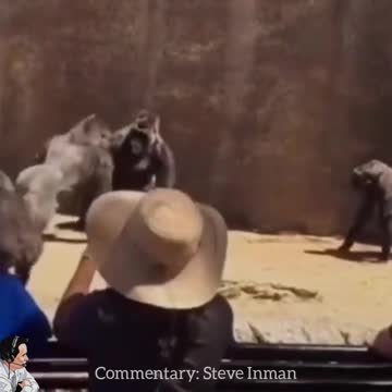 Gorilla Knuckle Buffet