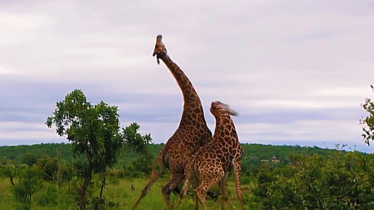 Giraffes fighting long necks