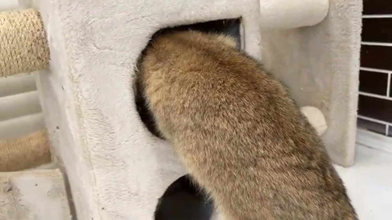 Mom cat carries baby kitten in her teeth for a long time and still cannot find a new place for i