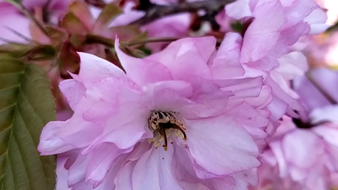 Japanese Cherry Blossom Tree