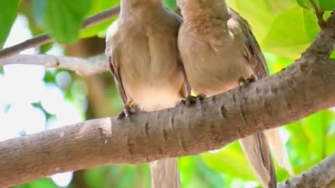 Amazing couple bird😊😊