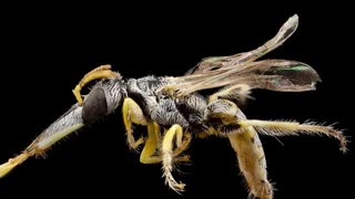 Must See Crazy Bee Adaptation #insect #insectdiversity #nature