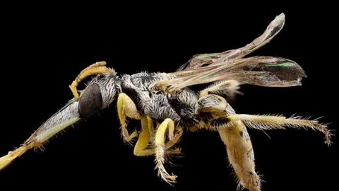 Must See Crazy Bee Adaptation #insect #insectdiversity #nature