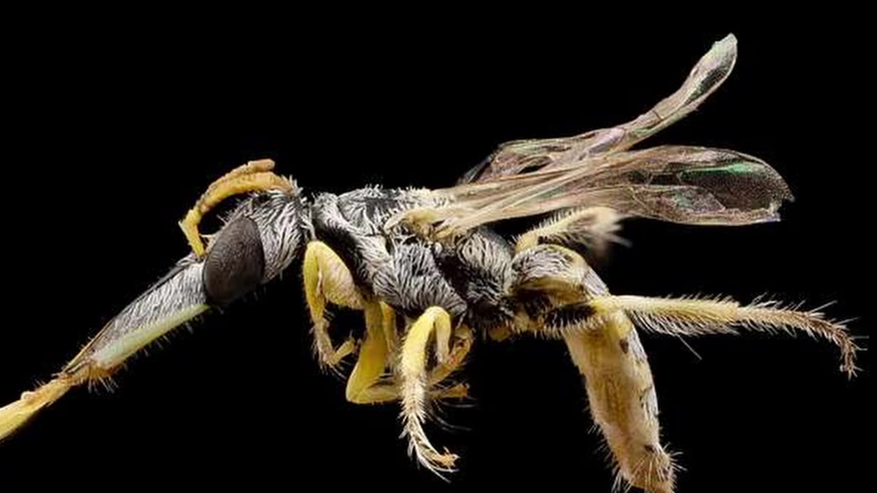 Must See Crazy Bee Adaptation #insect #insectdiversity #nature